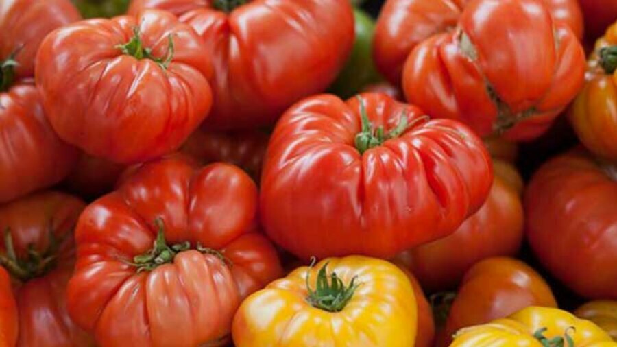 red and yellow tomatoes